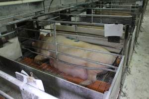 Pregnant sow in farrowing crate - Australian pig farming - Captured at Corowa Piggery & Abattoir, Redlands NSW Australia.