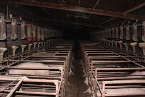 Sow stalls at Springview Piggery NSW - Australian pig farming - Captured at Springview Piggery, Gooloogong NSW Australia.