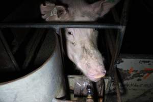 Farrowing crates at Culcairn Piggery NSW - Australian pig farming - Captured at Culcairn Piggery, Culcairn NSW Australia.