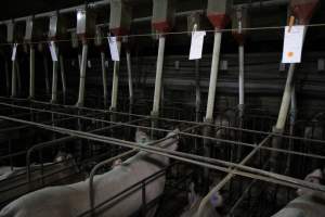 Sow stalls at CEFN Breeder Piggery QLD - Australian pig farming - Captured at CEFN Breeding Unit #2, Leyburn QLD Australia.