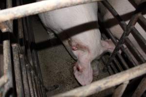 Sow with bloody ear injuries - Australian pig farming - Captured at Springview Piggery, Gooloogong NSW Australia.