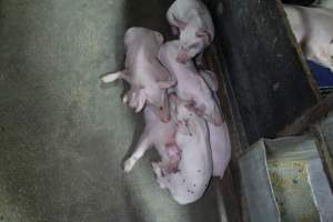 Farrowing crates at Bungowannah Piggery NSW - Australian pig farming - Captured at Bungowannah Piggery, Bungowannah NSW Australia.