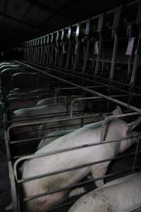 Sow stalls at CEFN Breeder Piggery QLD - Australian pig farming - Captured at CEFN Breeding Unit #2, Leyburn QLD Australia.