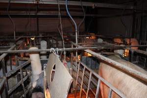 Farrowing crates at Huntly Piggery NSW - Australian pig farming - Captured at Huntly Piggery, Huntly North VIC Australia.