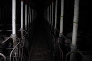 Aisle of sow stall shed - Australian pig farming - Captured at CEFN Breeding Unit #2, Leyburn QLD Australia.