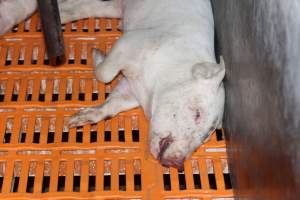 Farrowing crates at Huntly Piggery NSW - Australian pig farming - Captured at Huntly Piggery, Huntly North VIC Australia.