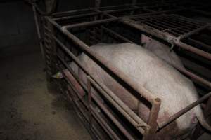 Sow stalls at Springview Piggery NSW - Australian pig farming - Captured at Springview Piggery, Gooloogong NSW Australia.