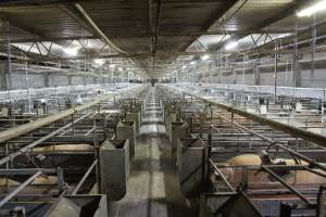 Looking down aisle of farrowing shed - Australian pig farming - Captured at Corowa Piggery & Abattoir, Redlands NSW Australia.