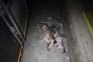 Dead piglets in aisle - Australian pig farming - Captured at Wasleys Piggery, Pinkerton Plains SA Australia.