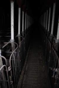 Aisle of sow stall shed - Australian pig farming - Captured at CEFN Breeding Unit #2, Leyburn QLD Australia.