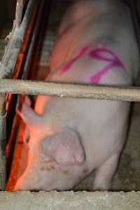 Farrowing crates at Korunye Park Piggery SA - Australian pig farming - Captured at Korunye Park Piggery, Korunye SA Australia.