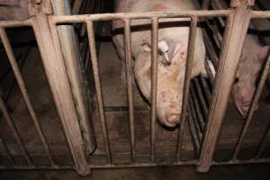 Sow stalls at Springview Piggery NSW - Australian pig farming - Captured at Springview Piggery, Gooloogong NSW Australia.