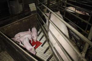 Farrowing crates at Dublin Piggery SA - Australian pig farming - Captured at Dublin Piggery, Dublin SA Australia.