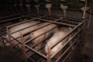 Sow stalls at Springview Piggery NSW - Australian pig farming - Captured at Springview Piggery, Gooloogong NSW Australia.