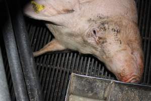 Farrowing crates at Selko Piggery NSW - Australian pig farming - Captured at Selko Piggery, Narrandera NSW Australia.