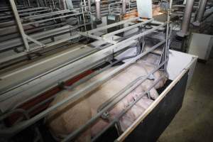 Farrowing crates at Mindarra Piggery WA - Australian pig farming - Captured at Mindarra Piggery (module 1), Boonanarring WA Australia.