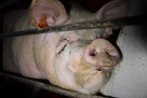 Farrowing crates at Finniss Park Piggery SA - Australian pig farming - Captured at Finniss Park Piggery, Mannum SA Australia.