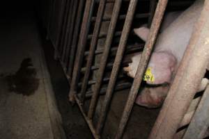 Sow stalls at Springview Piggery NSW - Australian pig farming - Captured at Springview Piggery, Gooloogong NSW Australia.