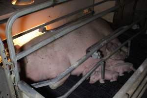 Farrowing crates at Sheaoak Piggery SA - Australian pig farming - Captured at Sheaoak Piggery, Shea-Oak Log SA Australia.