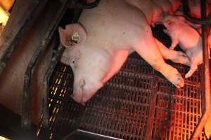 Farrowing crates at Wasleys Tailem Bend Piggery SA - Australian pig farming - Captured at Tailem Bend Piggery, Tailem Bend SA Australia.