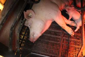 Farrowing crates at Wasleys Tailem Bend Piggery SA - Australian pig farming - Captured at Wasleys Tailem Bend Piggery, Tailem Bend SA Australia.