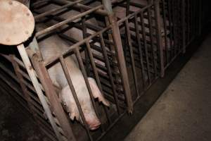 Sow stalls at Springview Piggery NSW - Australian pig farming - Captured at Springview Piggery, Gooloogong NSW Australia.