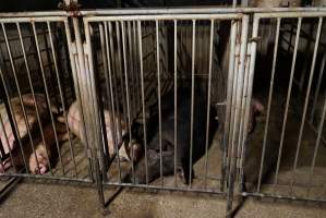 Boars in boar stalls - Australian pig farming - Captured at Yelmah Piggery, Magdala SA Australia.