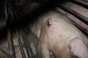 Wound on sow's side - Australian pig farming - Captured at Springview Piggery, Gooloogong NSW Australia.