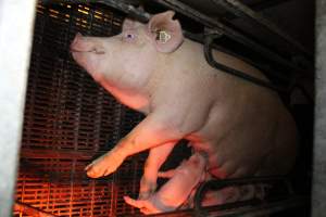 Farrowing crates at Wasleys Tailem Bend Piggery SA - Australian pig farming - Captured at Tailem Bend Piggery, Tailem Bend SA Australia.