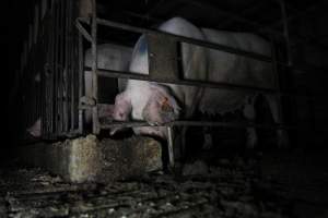 Sows in sow stalls - Australian pig farming - Captured at CEFN Breeding Unit #2, Leyburn QLD Australia.