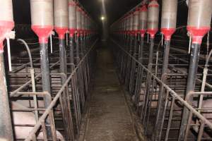 Looking down aisle of sow stall shed - Australian pig farming - Captured at Grong Grong Piggery, Grong Grong NSW Australia.