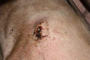 Wound on sow's side - Australian pig farming - Captured at Springview Piggery, Gooloogong NSW Australia.