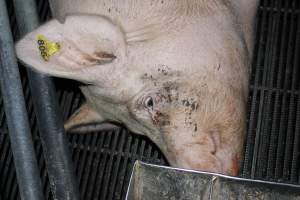 Farrowing crates at Selko Piggery NSW - Australian pig farming - Captured at Selko Piggery, Narrandera NSW Australia.