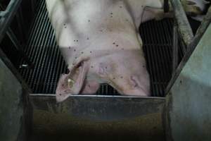 Farrowing crates at Bungowannah Piggery NSW - Australian pig farming - Captured at Bungowannah Piggery, Bungowannah NSW Australia.