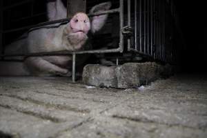 Sows in sow stalls, low view - Australian pig farming - Captured at CEFN Breeding Unit #2, Leyburn QLD Australia.