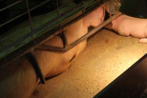 Farrowing crates at St Arnaud Piggery VIC - Australian pig farming - Captured at St Arnaud Piggery Units 2 & 3, St Arnaud VIC Australia.