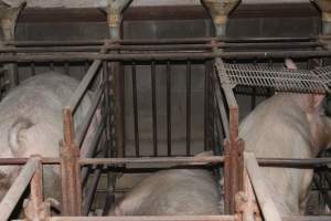 Sow stalls at Springview Piggery NSW - Australian pig farming - Captured at Springview Piggery, Gooloogong NSW Australia.