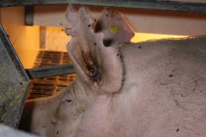 Farrowing crates at Sheaoak Piggery SA - Australian pig farming - Captured at Sheaoak Piggery, Shea-Oak Log SA Australia.