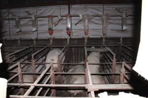 Sow stalls at Springview Piggery NSW - Australian pig farming - Captured at Springview Piggery, Gooloogong NSW Australia.