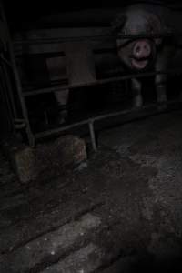 Sow in sow stall - Australian pig farming - Captured at CEFN Breeding Unit #2, Leyburn QLD Australia.