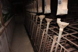 Sow stalls at Springview Piggery NSW - Australian pig farming - Captured at Springview Piggery, Gooloogong NSW Australia.