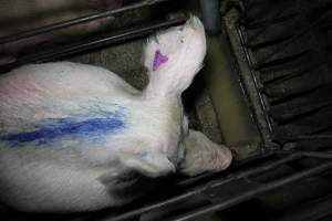 Sow in sow stall - Australian pig farming - Captured at CEFN Breeding Unit #2, Leyburn QLD Australia.