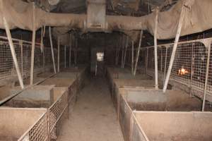 Grower pens underneath farrowing crates - Australian pig farming - Captured at Willawa Piggery, Grong Grong NSW Australia.