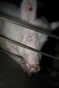 Sow in sow stall - Australian pig farming - Captured at CEFN Breeding Unit #2, Leyburn QLD Australia.