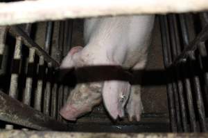 Sow stalls at Springview Piggery NSW - Australian pig farming - Captured at Springview Piggery, Gooloogong NSW Australia.