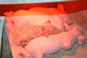 Piglet with mange - Australian pig farming - Captured at Korunye Park Piggery, Korunye SA Australia.