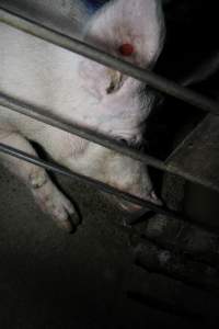 Sow in sow stall - Australian pig farming - Captured at CEFN Breeding Unit #2, Leyburn QLD Australia.