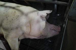 Farrowing crates at Bungowannah Piggery NSW - Australian pig farming - Captured at Bungowannah Piggery, Bungowannah NSW Australia.