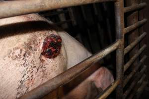 Sow with large side wounds in sow stall - Australian pig farming - Captured at Springview Piggery, Gooloogong NSW Australia.