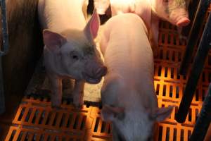 Farrowing crates at Huntly Piggery NSW - Australian pig farming - Captured at Huntly Piggery, Huntly North VIC Australia.